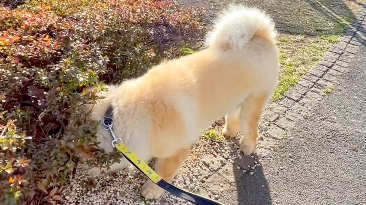 めり込むほど入念に植木の中をチェックするチャウチャウ犬
