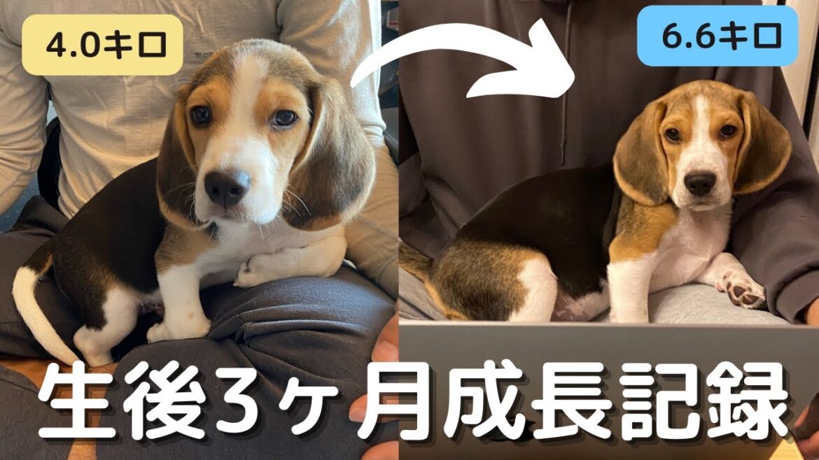 【ビーグル犬 子犬】生後3ヶ月の成長記録〜1番体重が増えた月〜| beagle growth record