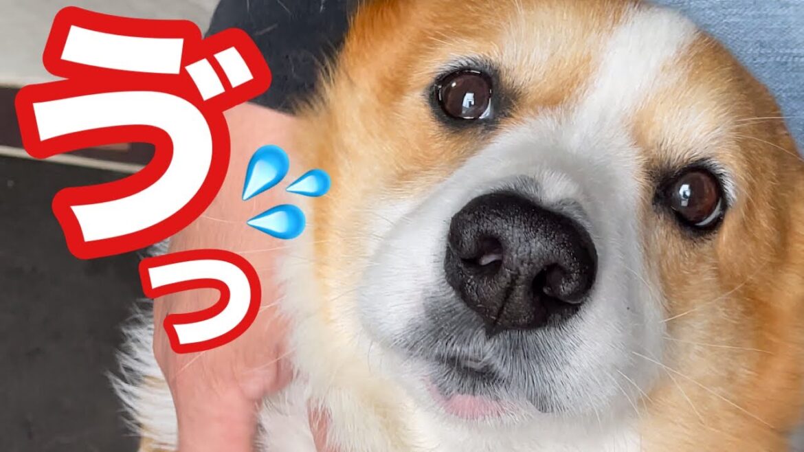 【犬】コーギー泥棒がやってきた‼︎【コーギー】