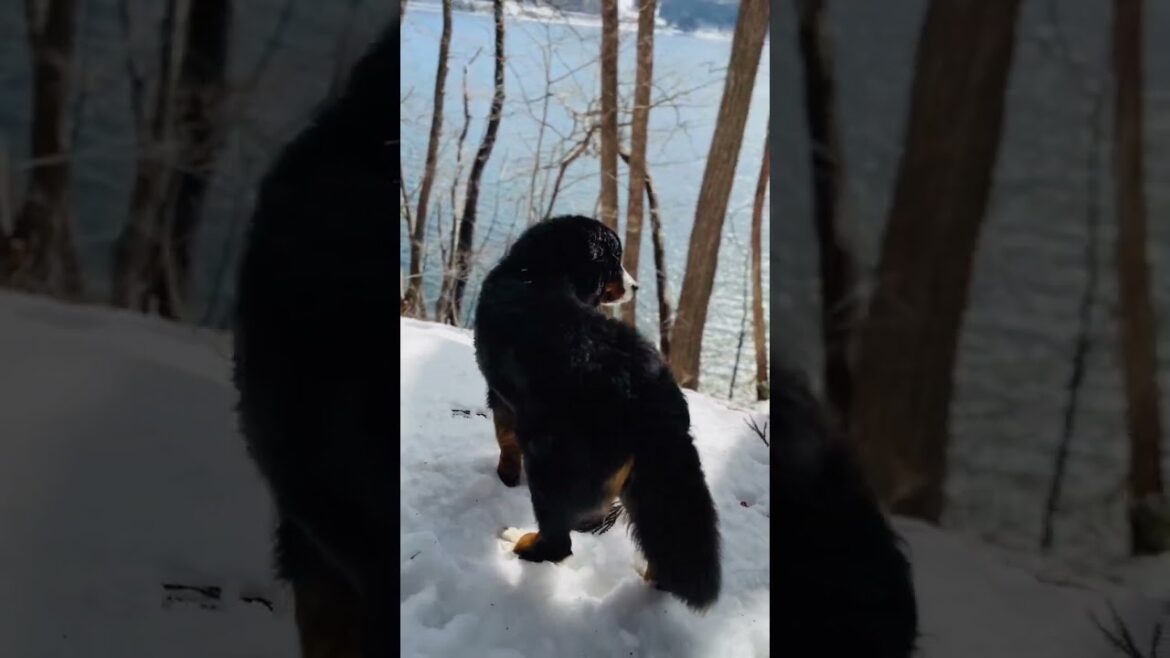やっぱり雪山が似合うバーニーズマウンテンドッグ