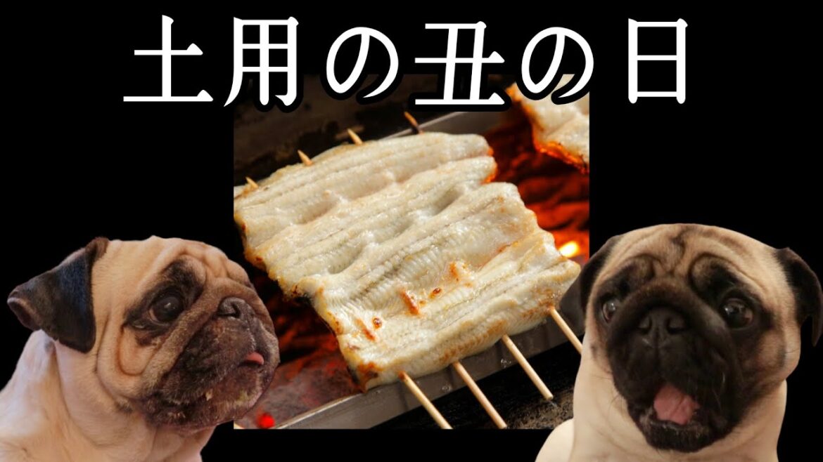 🔴パグが生まれて初めて鰻を食べる生配信