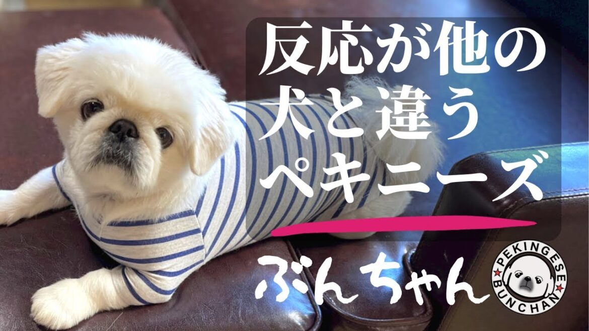 反応が他の犬と違うペキニーズ⁉️『ぶんちゃんのシッポ』
