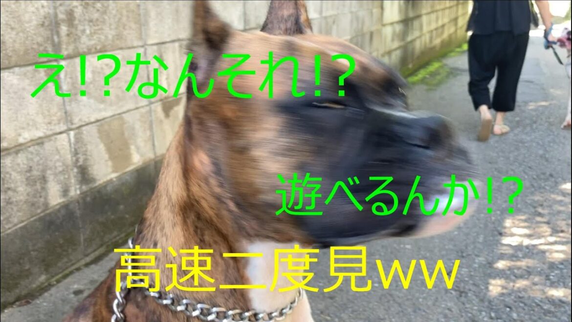 （ボクサー犬）今日は○○○であそぶよ～　ヒントは子供に人気のおもちゃ！！