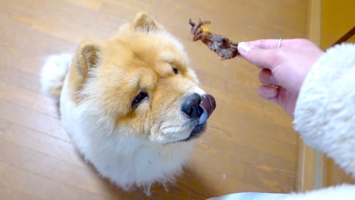 ポケットからいきなり肉が出てきて一瞬状況が掴めなくなるチャウチャウ犬