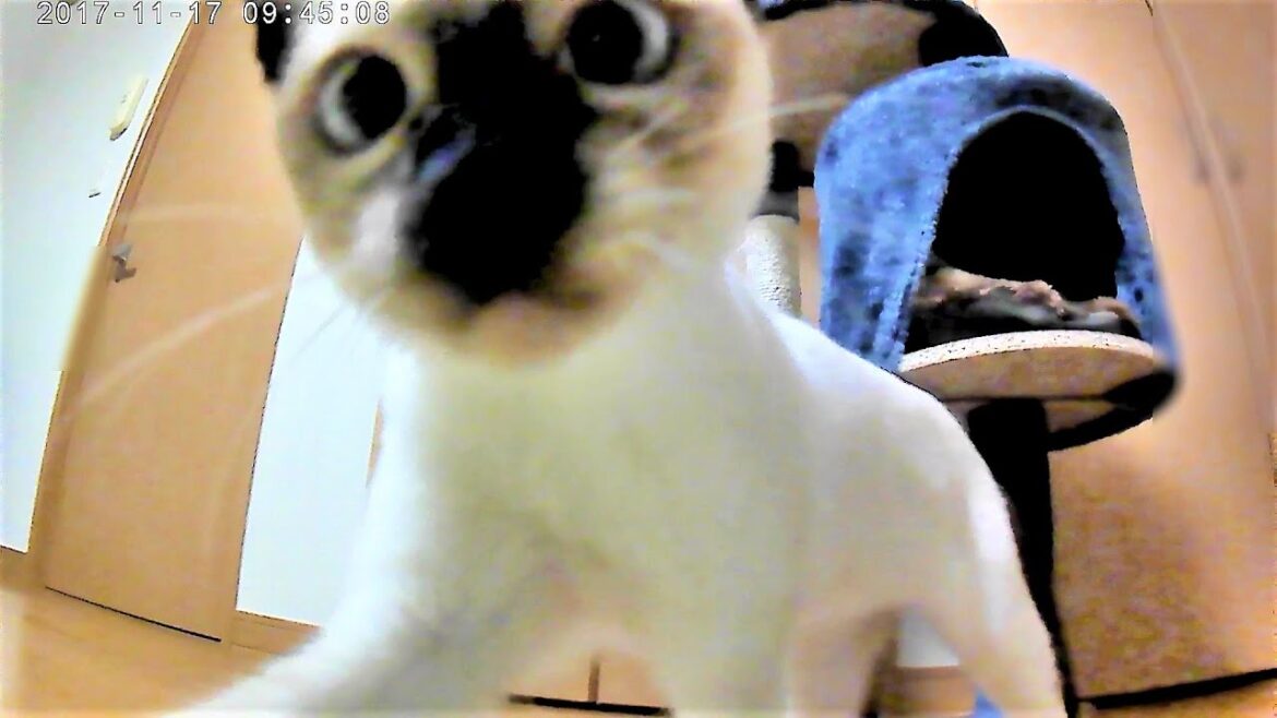 ホワイトシャム子猫の初公開お宝秘蔵映像