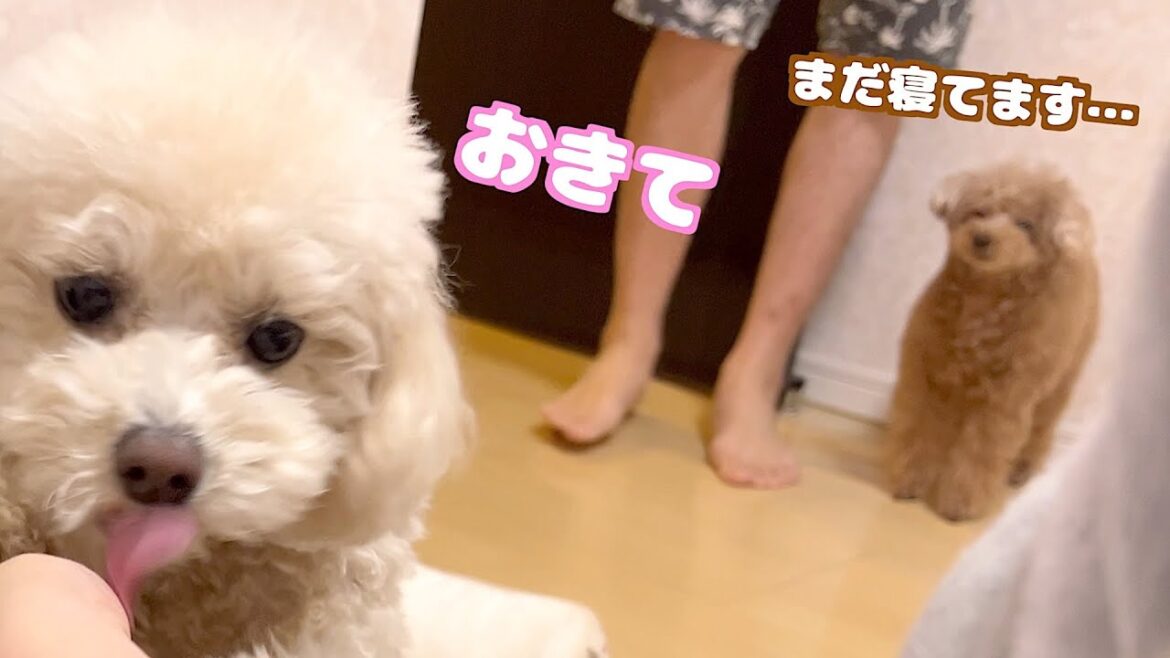 犬が朝のお知らせ！眠たいママを起こしにくる姿がかわいすぎる
