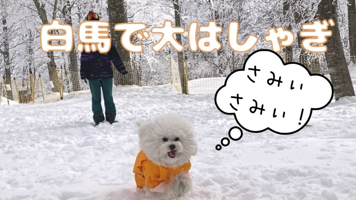 愛犬と雪遊びを満喫してきました！　ビションフリーゼの子犬
