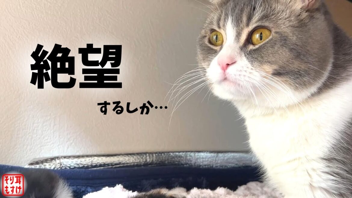 妻に浮気疑惑！産まれた子供が俺に全く似ていないんだが…【奇跡のイクメン猫】