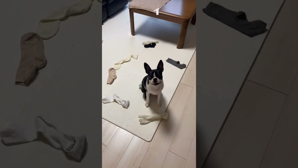 イタズラがバレた時の犬の反応【ボストンテリア】 #shorts