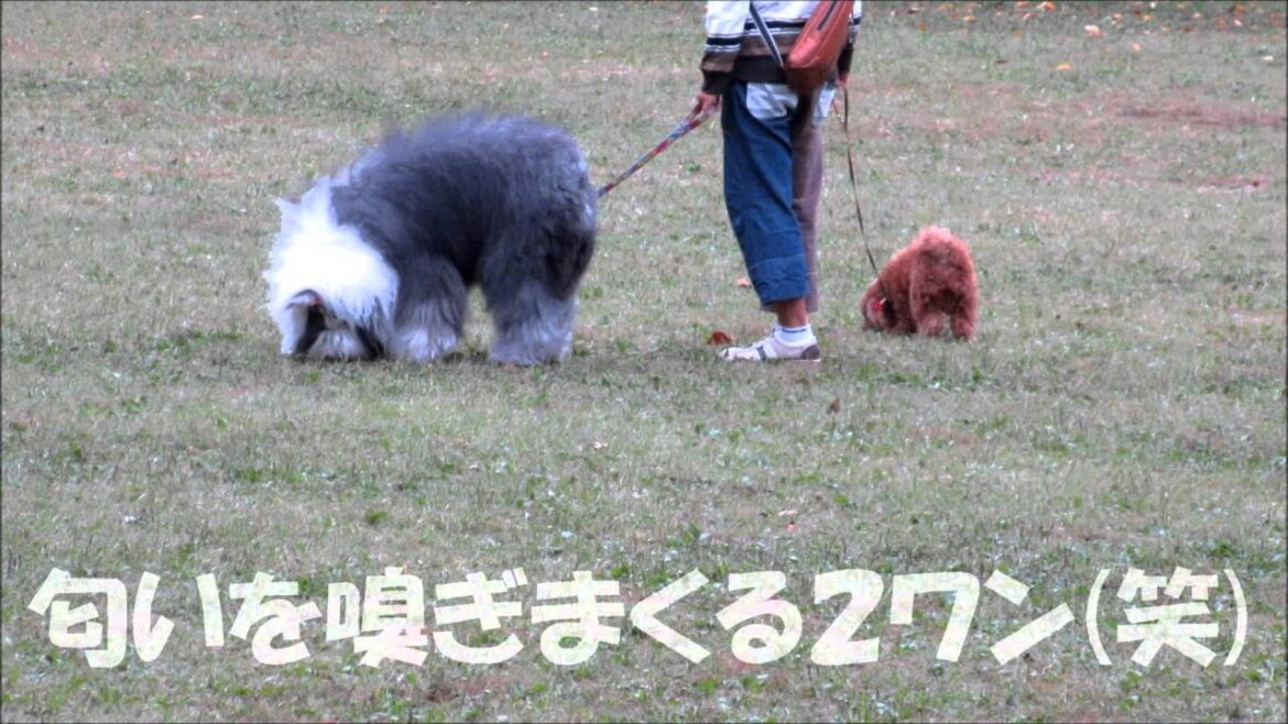 オールドイングリッシュシープドッグのクオン、お兄ちゃんと公園に行ったよ！