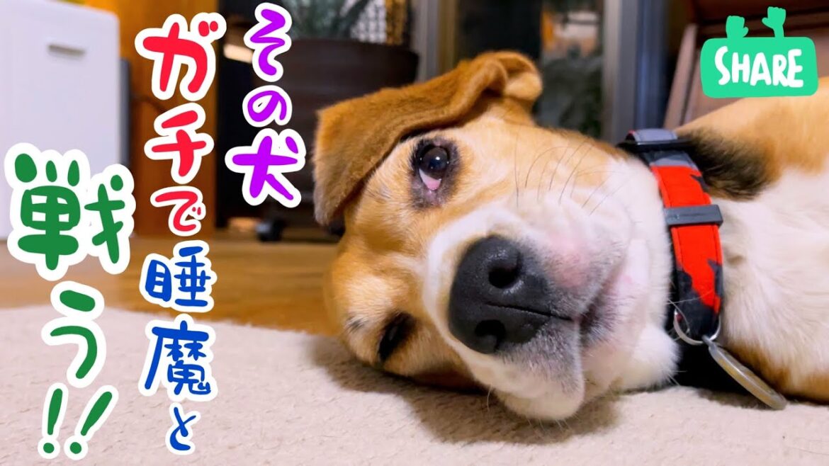 睡魔に負けて 白目になっていくビーグル犬が 可愛いすぎる♡