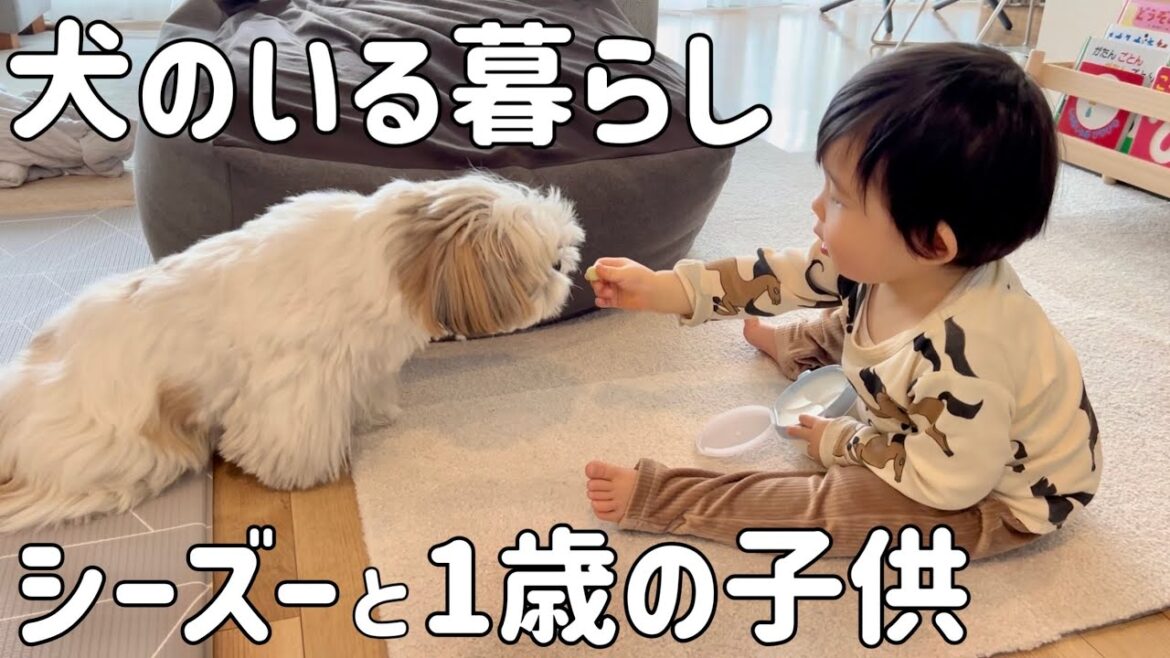 シーズー犬と暮らす1歳3ヶ月の息子の行動がこちら【はに丸とおーちゃんの成長日記】
