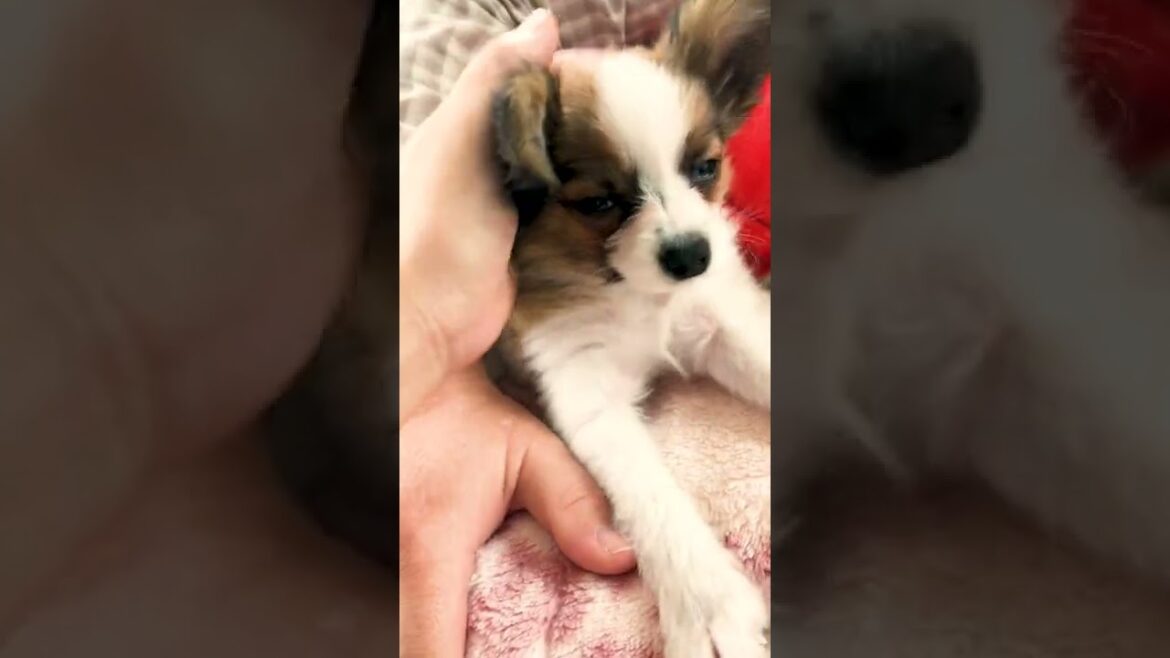 おねむなパピヨンの子犬 #Shorts