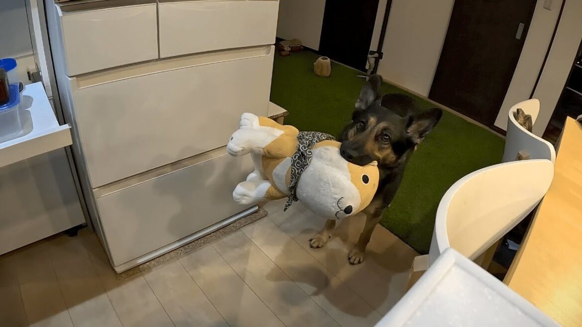 食後はオヤジの誘いを完全スルーしてママとだけ遊びたい愛犬ｗ【ジャーマンシェパード】
