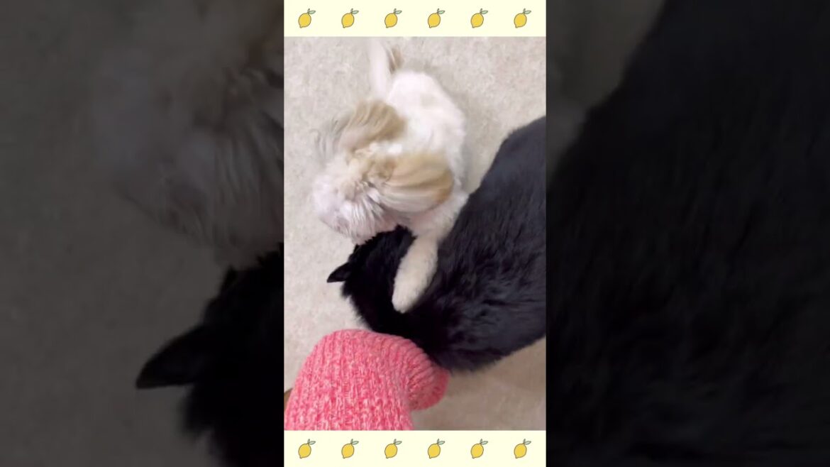 犬のようちえん・ほいくえん・お泊りトレーニング・スキッパーキ#犬のしつけ #shorts
