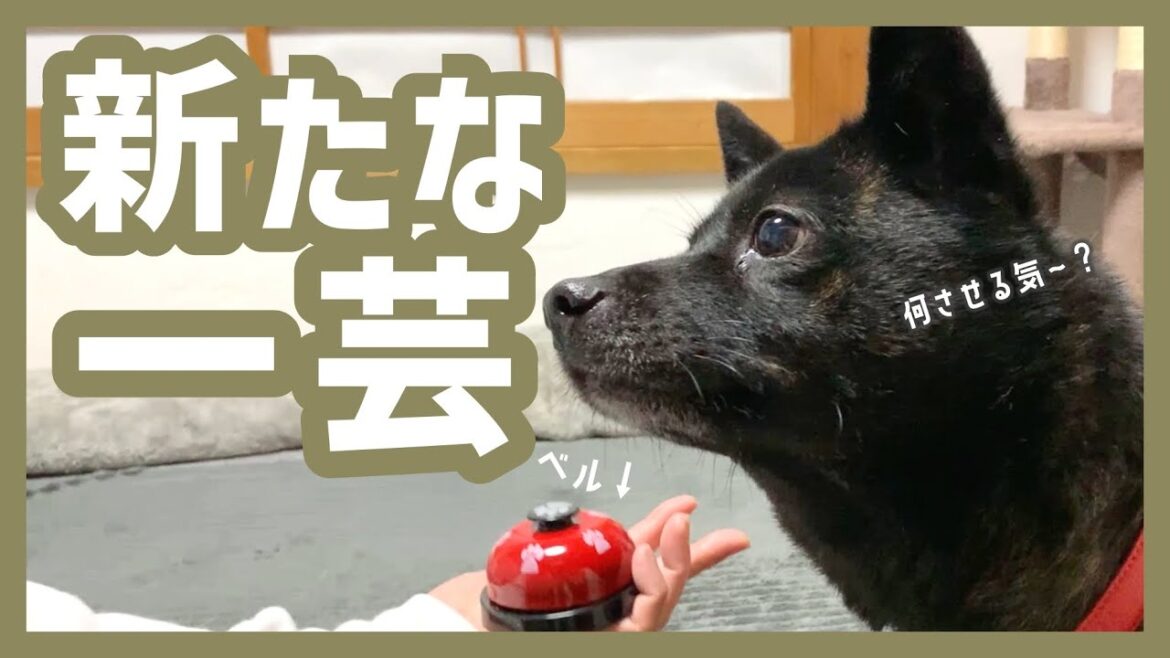 【甲斐犬】ベルを鳴らしてオヤツをゲット！…を必死に覚えようとする犬が可愛すぎる！