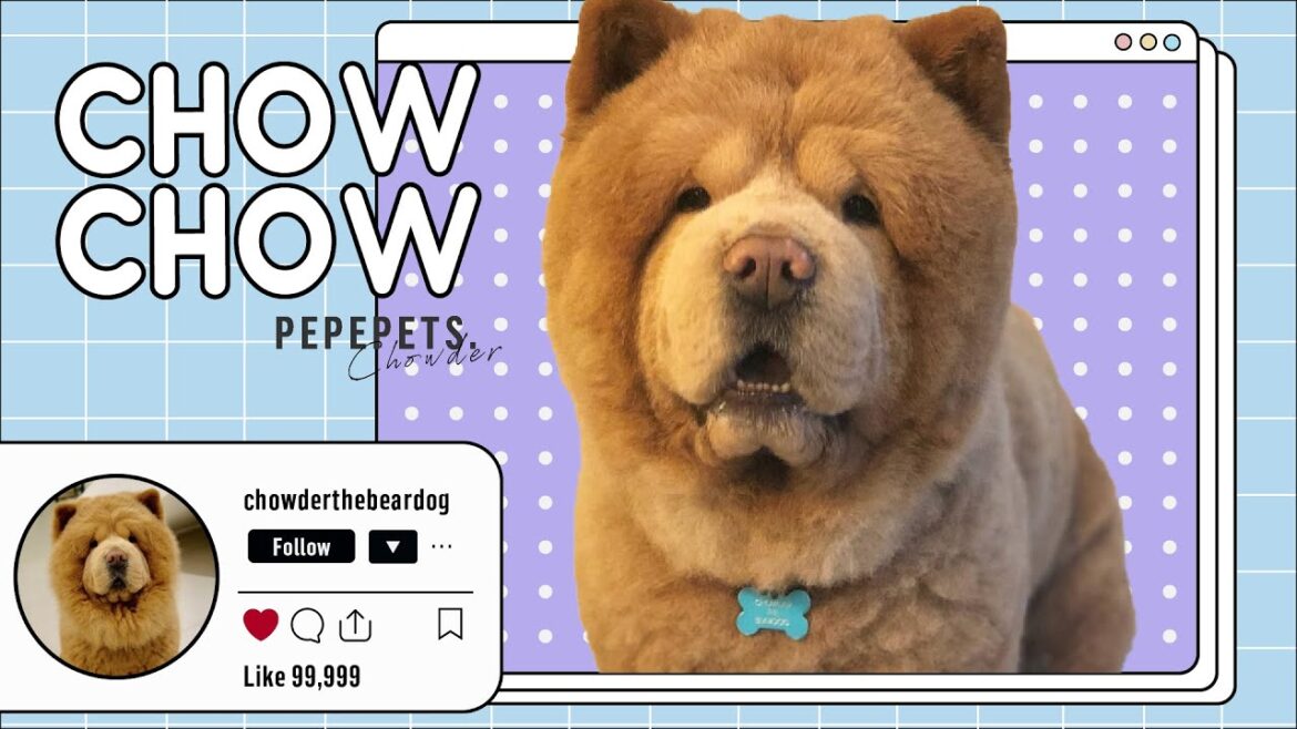 海外セレブのチャウチャウ犬”チャウダー”!!大きなテディベアに抱きつきたくなる Chow Chow "Chowder"[pepepets]
