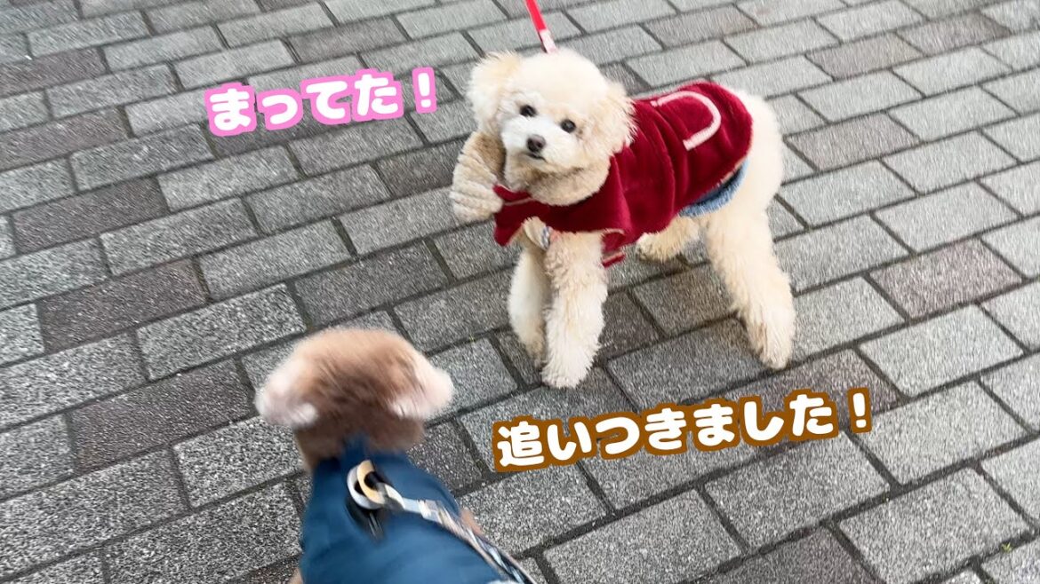 兄妹犬の絆に感動、兄犬を絶対に置いていかない妹犬! 兄妹犬の絆に感動、兄犬を絶対に置いていかない妹犬!