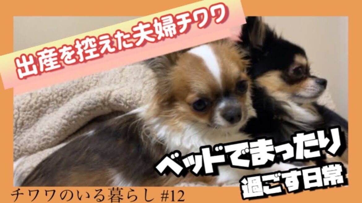 【癒し】もうすぐパパとママになる夫婦ロングコートチワワがベッドでのんびり過ごす日常【チワワのいる暮らし #12】