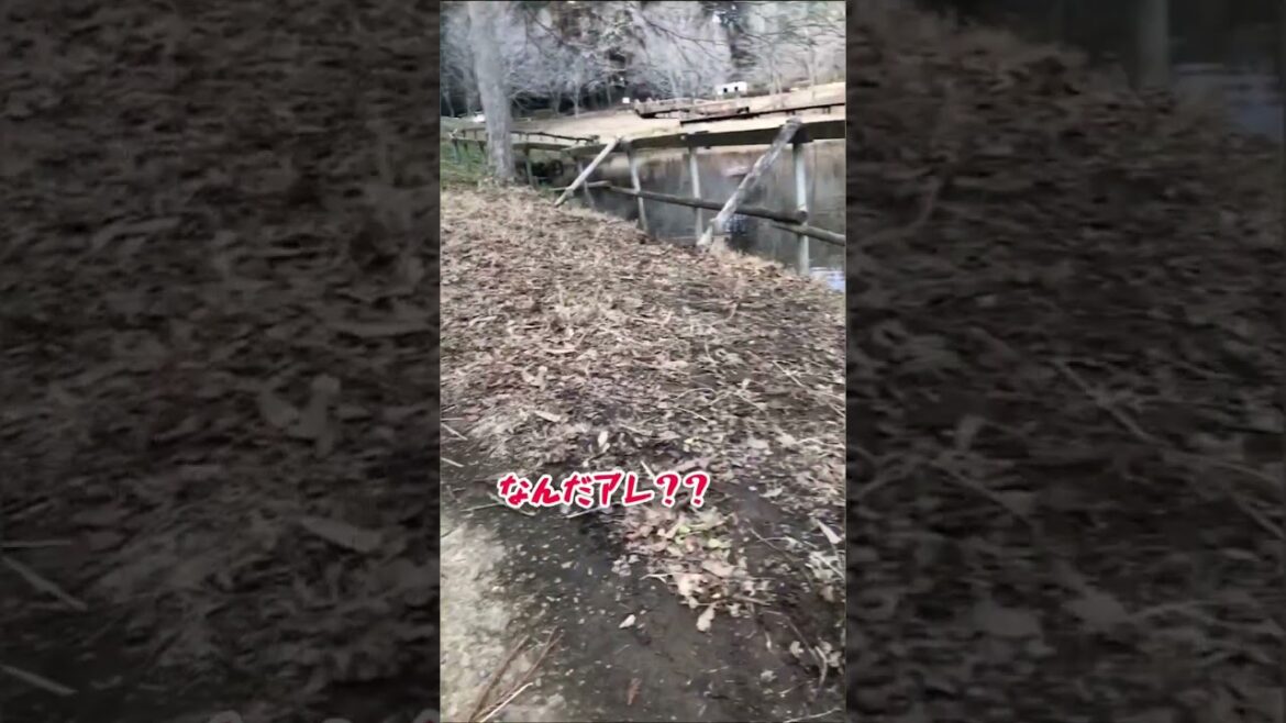 #アメリカンコッカースパニエル　#アメコカ　#コッカー　#お散歩　#犬のいる暮らし　#犬好きな人　#犬の気持ち　#犬のいる生活　#パピー