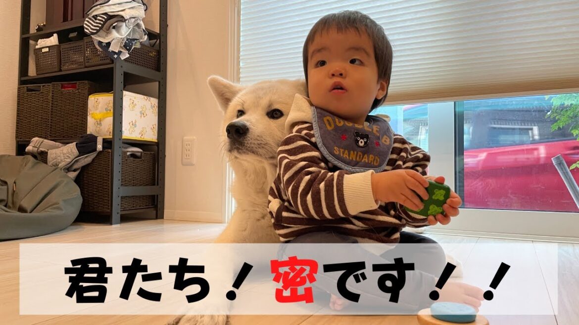 【秋田犬と赤ちゃん】気付くといつも隣にいる２人