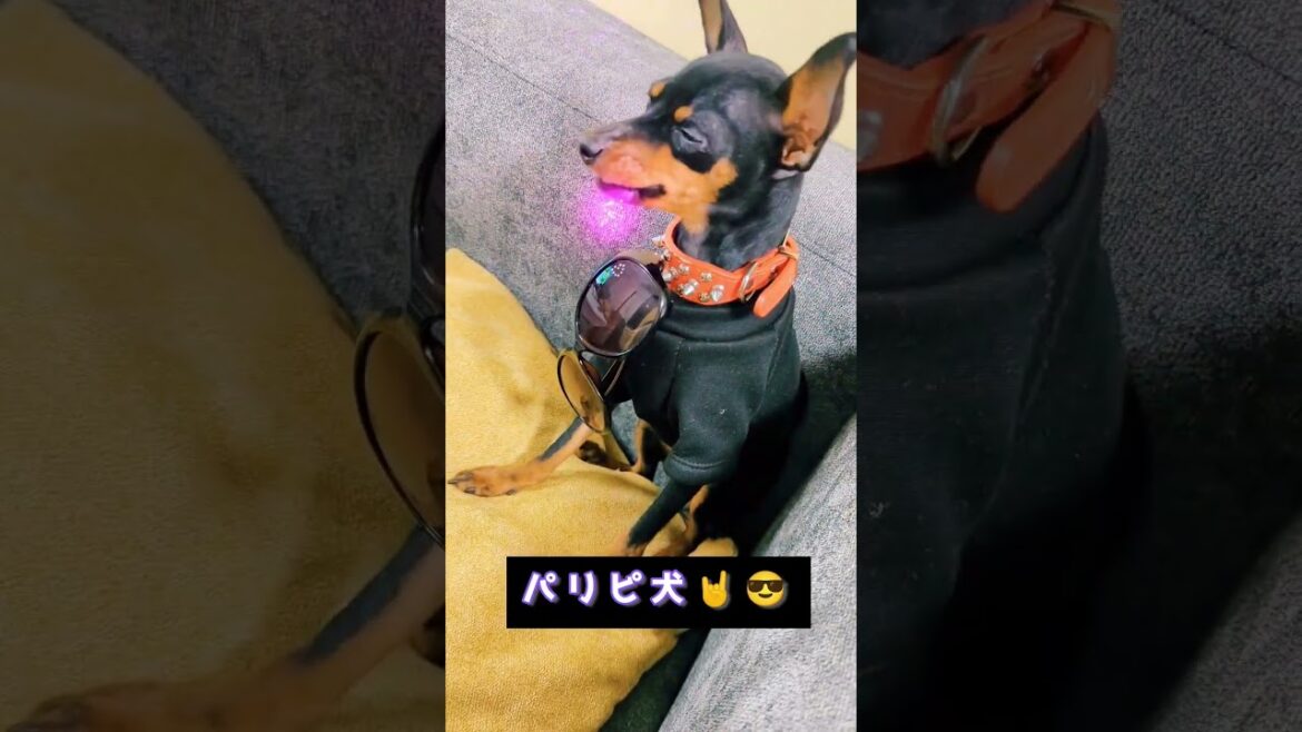 パリピなミニピン✨👆😎👆✨ワイルドコーデ！ #ミニチュアピンシャー #犬 #ワイルド#パリピ #可愛い #shorts