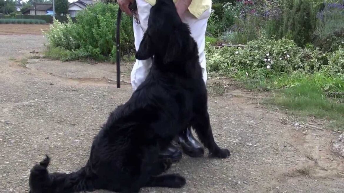 もうすぐ生後８ヶ月！フラットコーテッドレトリバーの子犬