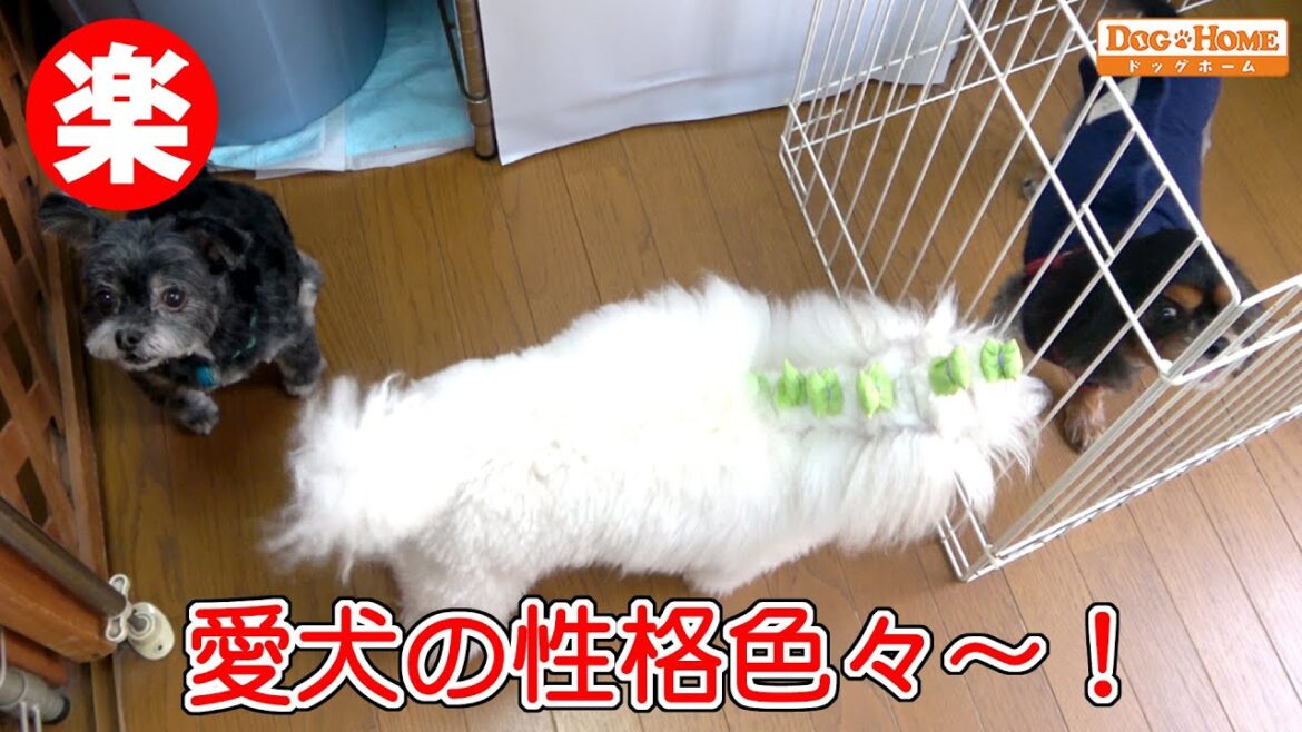 【すみっこ好きなムギくん】 プロ から学べる技術 ! お家で出来るトリミング参考　トリマーの裏話や犬種の詳細、日常生活で気を付ける事、ケアや食べ物や運動などの事