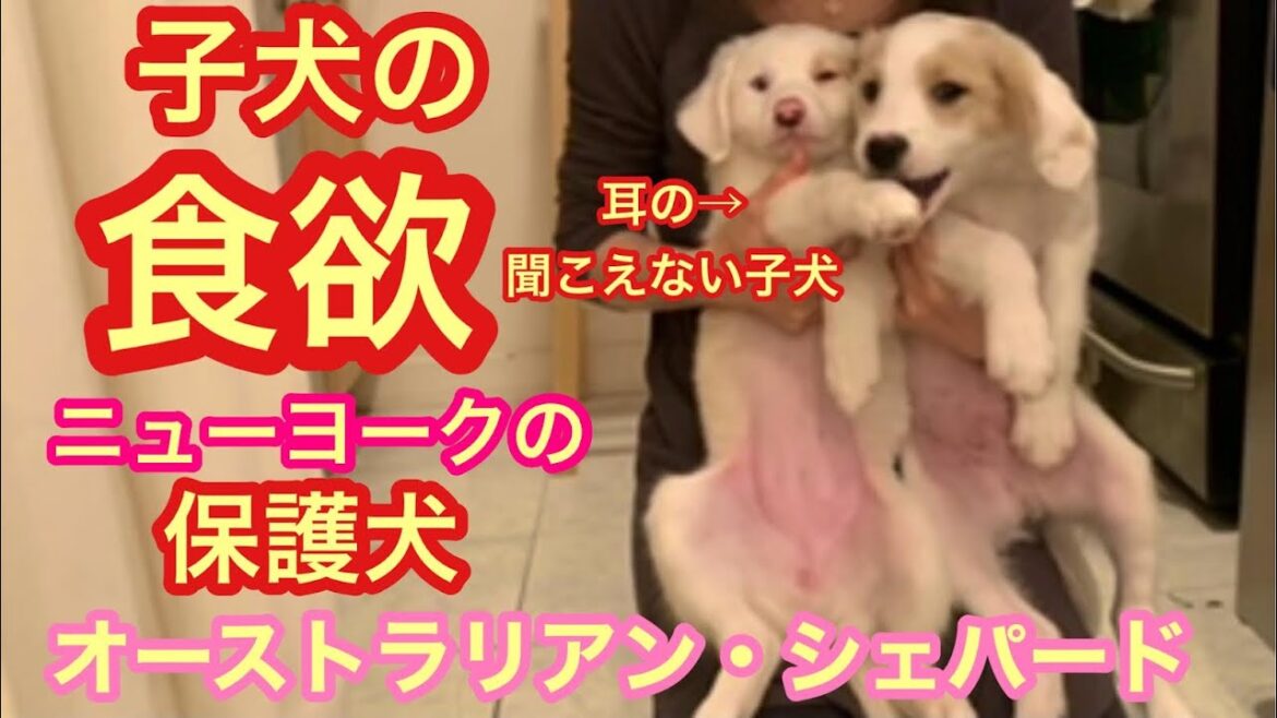 【子犬の食欲🐶】生後８週目の【オーストラリアン・シェパード】の双子🧡耳の聞こえない子犬🧡 DEAF Puppy's Appetite ⑦2023#2