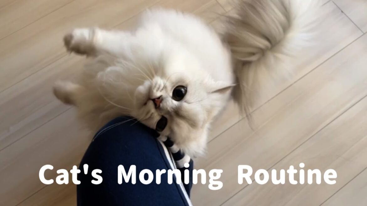 甘えんぼ猫のモーニングルーティンを紹介します!My Cat's Morning Routine 甘えんぼ猫のモーニングルーティンを紹介します!My Cat's Morning Routine