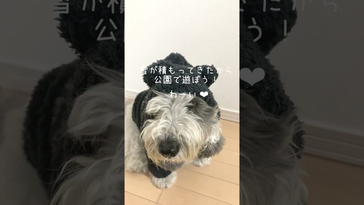 雪遊びするプチバセットが可愛すぎる❤︎【ぽち】