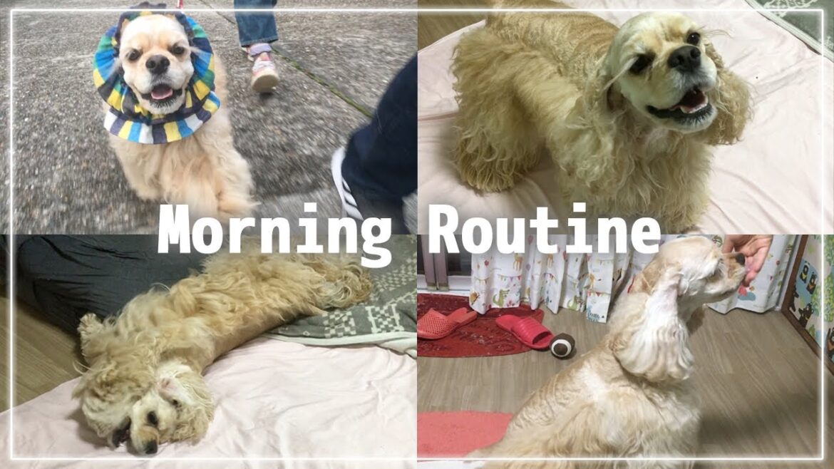 【モーニングルーティン】犬のいる暮らし アメリカンコッカースパニエルかんた