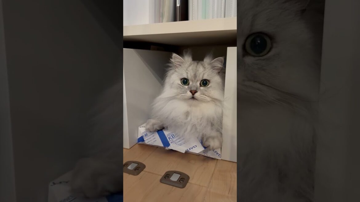戸棚に入って出てこないので引っ張り出される猫 【サイベリアン】 #Shorts