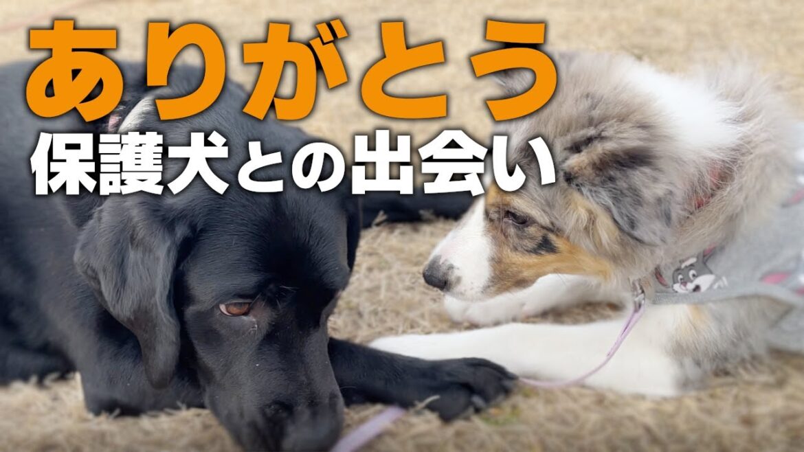 【 保護犬のラブラドール&シェルティ&ノーフォークテリア】 『生後132日』【暴🌸犬🌸姫】  伊達家 #ボーダーコリー #子犬 ＃bordercollie