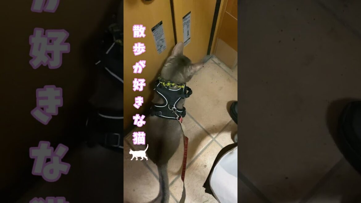 (アビシニアン) 散歩が好きな猫　勢いよく家を飛び出します #shorts