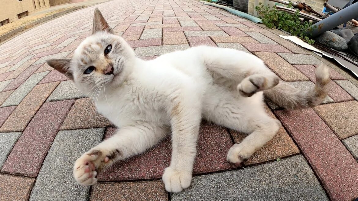 モフろうとした手を掴まえてじゃれついてくるシャム猫が可愛すぎる！