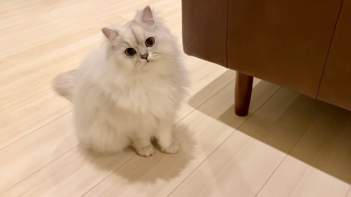 ねぇご飯食べるとこ見てて！と飼い主を呼びに来る猫