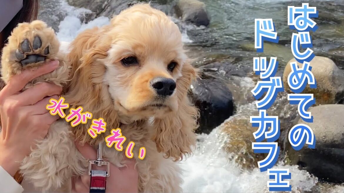 清流のドッグカフェに行ってました！［アメリカンコッカースパニエルの子犬］