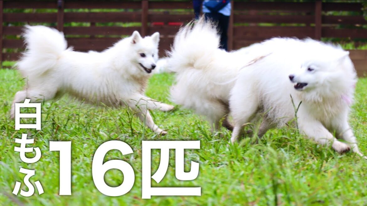 16匹の白い犬が大集合！ドッグランで泥んこになる白犬がかわいい💕【わんダフルネイチャービレッジ】