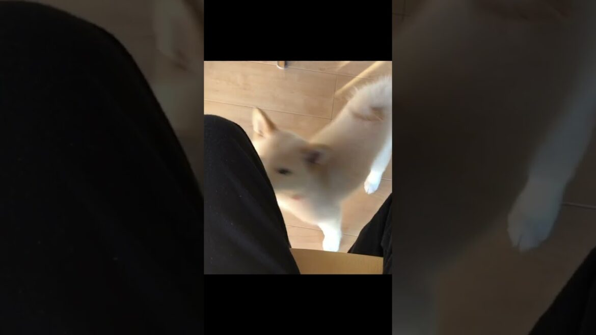 柴犬の子犬が抱っこを必死にせがむ姿が可愛すぎました！＃shorts