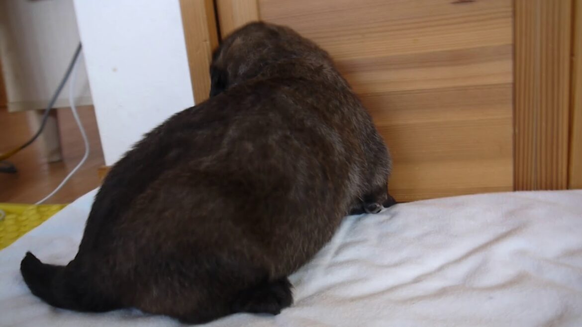 レオンベルガーの東京のブリーダーの子犬　PADOG関東