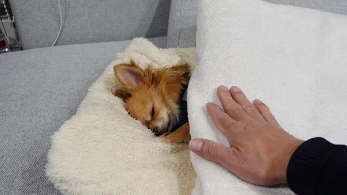 仕事に行く時間なのに愛犬チワワが起きてくれません 仕事に行く時間なのに愛犬チワワが起きてくれません