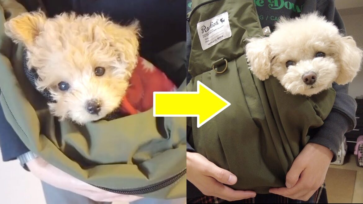 子犬の頃に使っていたバッグを見て、また赤ちゃん気分に戻ってバッグに入る様子が癒やし