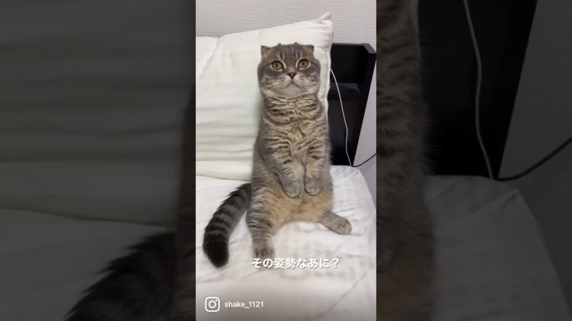 変な姿勢の猫がこちら   #マンチカン #短足マンチカン #Shorts