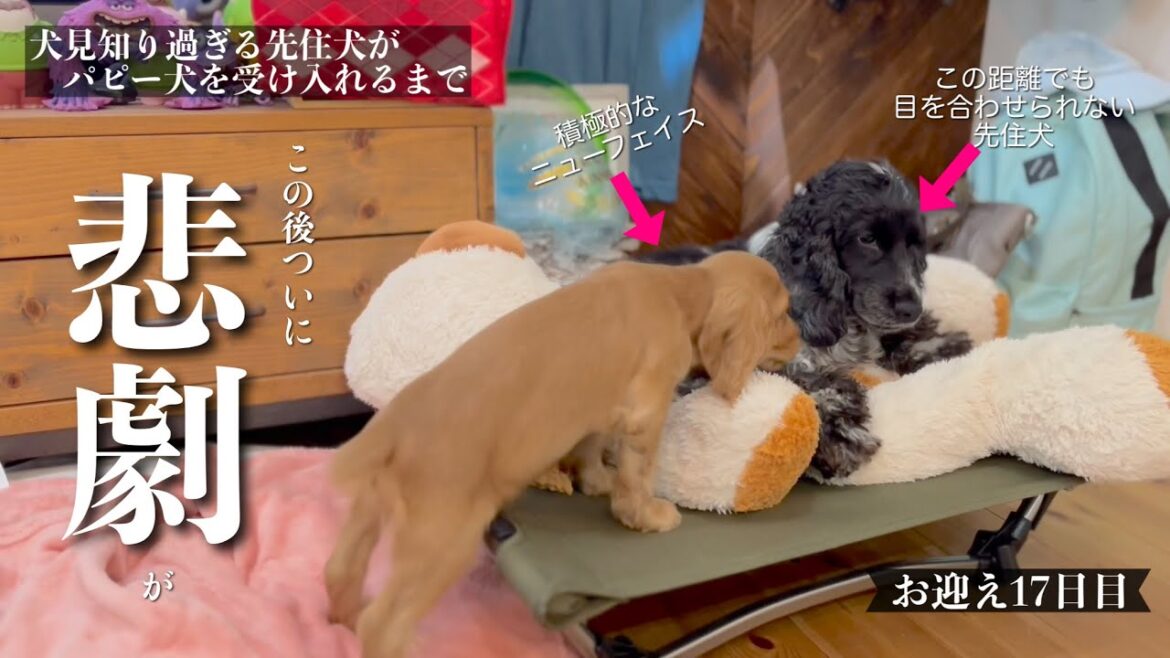 【犬見知り過ぎる先住犬がパピー犬を受け入れるまで#15】お迎え17日目で本領発揮！　イングリッシュコッカースパニエル「みみ」の気持ち