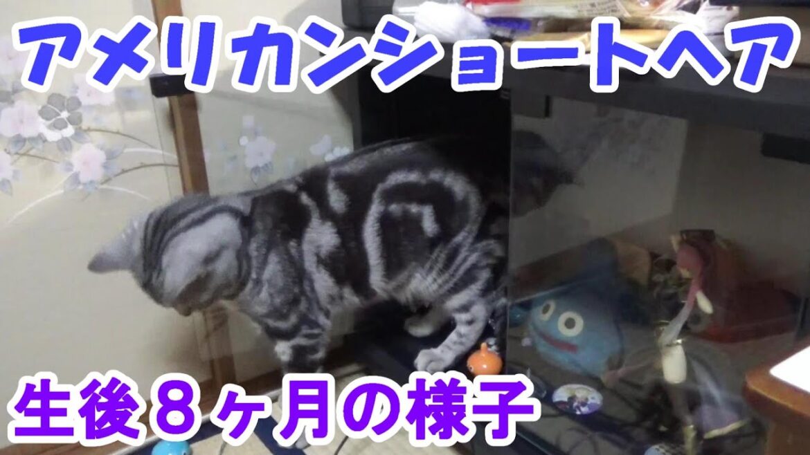 生後８か月目の様子　（アメリカンショートヘアのソラ）