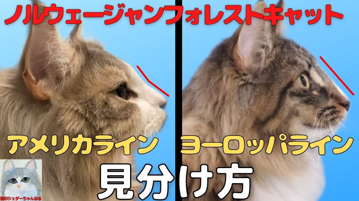 ヨーロッパラインとアメリカラインの違いを画像比較してみた【ノルウェージャンフォレストキャット】