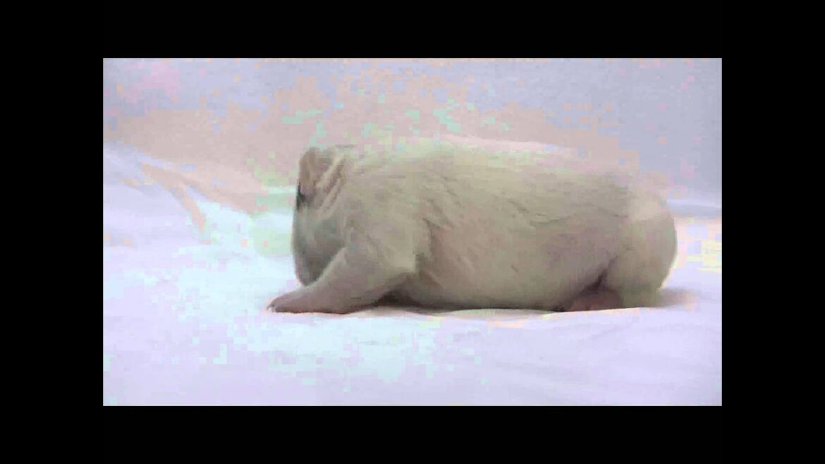 ミニチュアブルテリアの子犬05