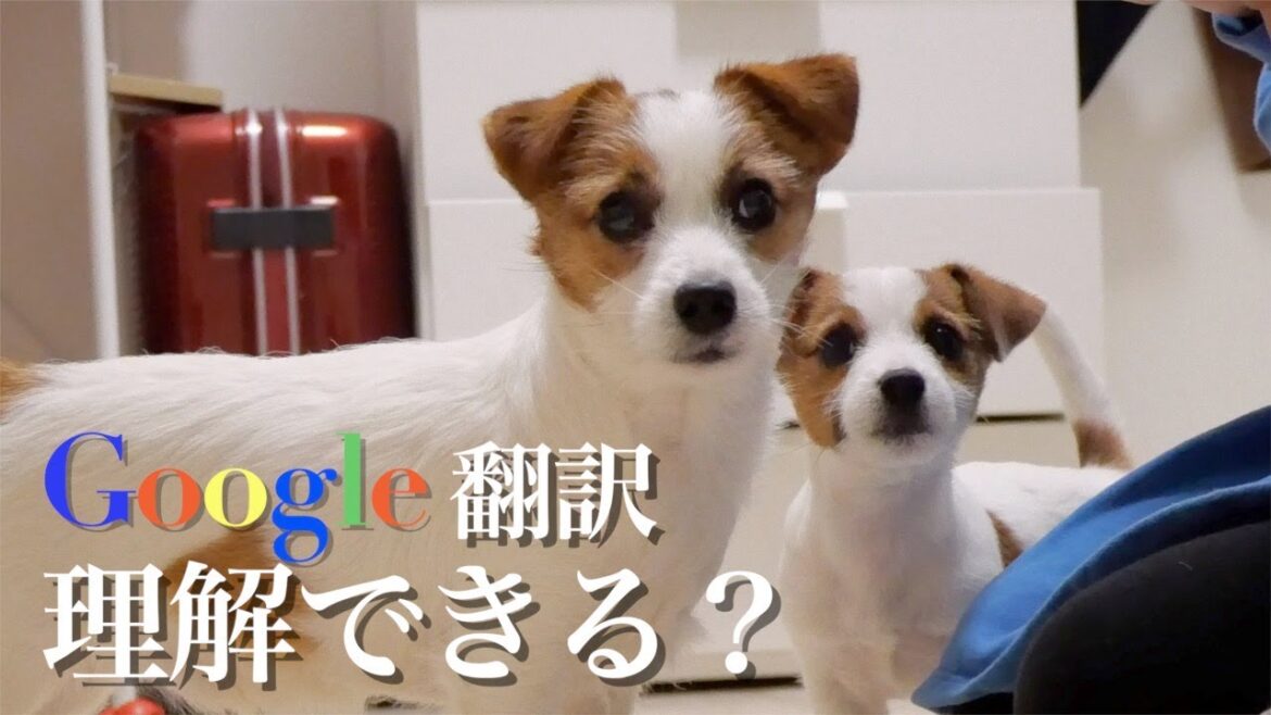 【検証】犬は機械音声でコマンドを出したら理解できるのか？/引越し祝い/ジャックラッセルテリア/多頭飼い