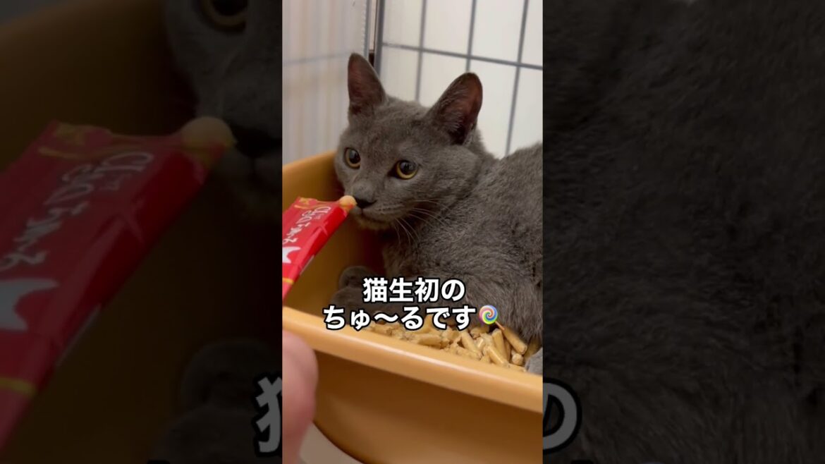 保護した迷い子猫の初ちゅ〜るがこちら…プチ怪獣のアオくんです。 #shorts